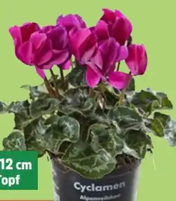 Thomas Philipps Alpenveilchen Cyclamen Angebot