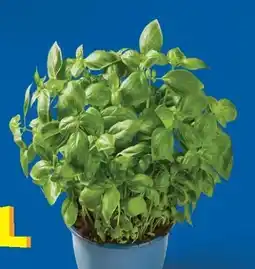 Lidl XXL-Basilikum Angebot