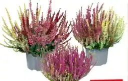 toom Baumarkt Toom Knospenheide Angebot