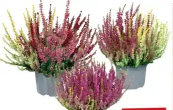 toom Baumarkt Toom Knospenheide Angebot