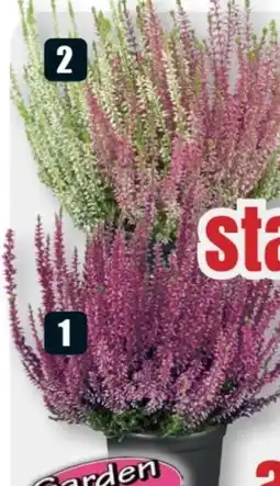B1 Discount Baumarkt Knospenheide Garden Girls Angebot