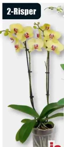 B1 Discount Baumarkt Orchideen Phalaenopsis Angebot