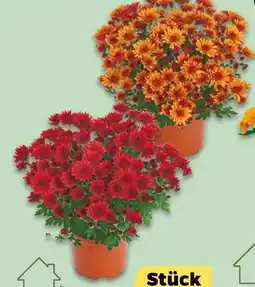 NETTO Chrysanthemen Garden Mums Trio Angebot