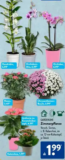 Aldi Süd Gardenline Zimmerpflanze Angebot