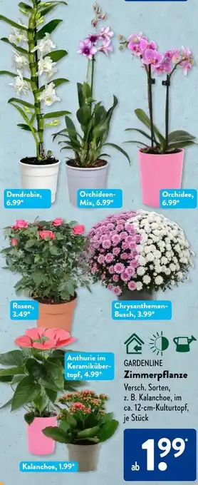 Aldi Süd Gardenline Zimmerpflanze Angebot