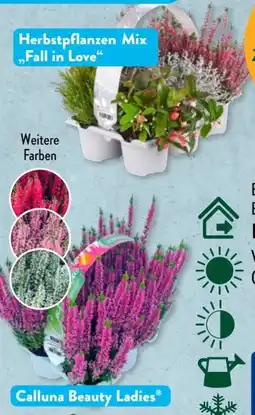 Aldi Süd Beauty Ladies Calluna Angebot