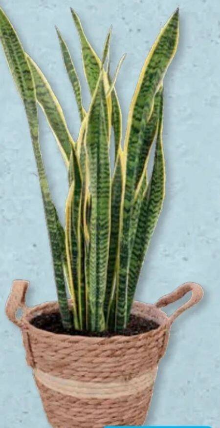 Gardenline Bogenhanf Angebot bei Aldi Sd