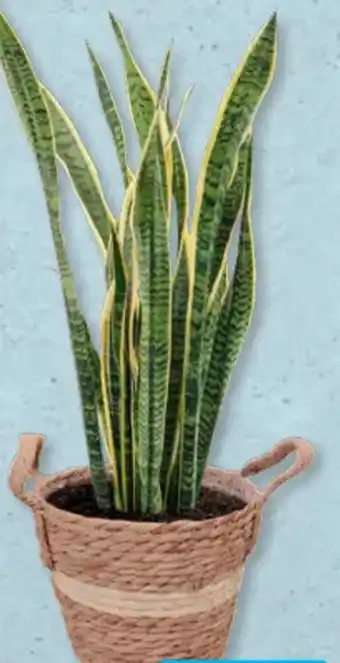 Aldi Süd Gardenline Bogenhanf Angebot