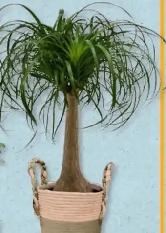 Aldi Süd Gardenline Elefantenfuß Angebot