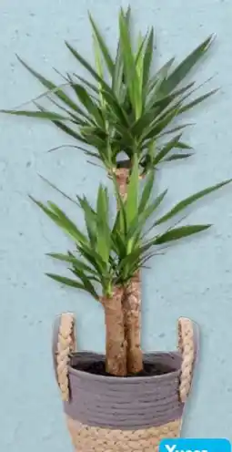 Aldi Süd Gardenline Yucca Angebot