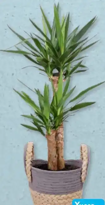 Aldi Süd Gardenline Yucca Angebot