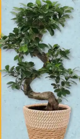 Aldi Süd Gardenline Bonsai-Ginseng Angebot