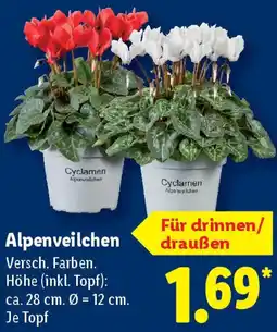 Lidl Alpenveilchen Angebot