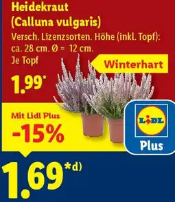 Lidl Heidekraut (Calluna vulgaris) Angebot