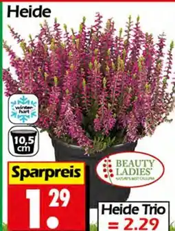 Wreesmann Beauty ladies heide Angebot