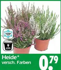 Wreesmann Heide Angebot