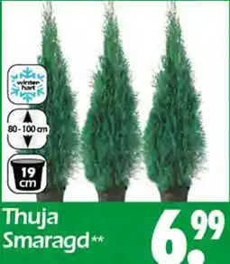 Wreesmann Thuja smaragd Angebot