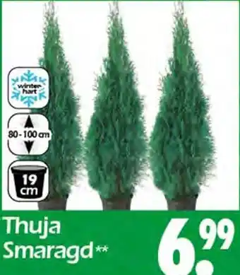 Wreesmann Thuja smaragd Angebot