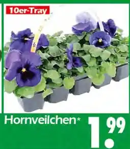 Wreesmann Hornveilchen Angebot
