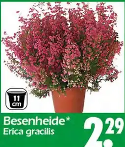 Wreesmann Besenheide Angebot