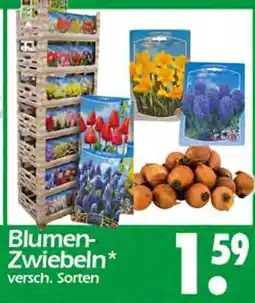 Wreesmann Blumen-zwiebeln Angebot