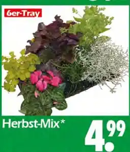 Wreesmann Herbst-mix Angebot