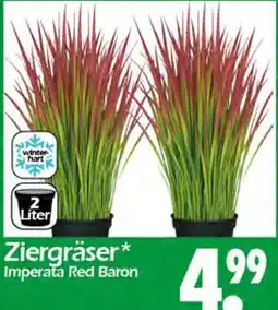 Wreesmann Ziergräser imperata red baron Angebot