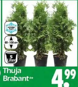 Wreesmann Thuja brabant Angebot