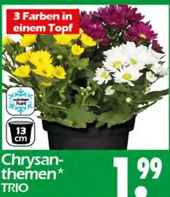 Wreesmann Chrysanthemen trio Angebot