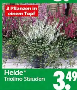 Wreesmann Heide triolino stauden Angebot