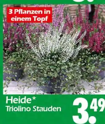 Wreesmann Heide triolino stauden Angebot