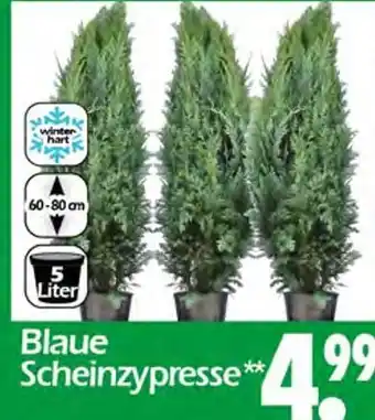 Wreesmann Blaue scheinzypresse Angebot