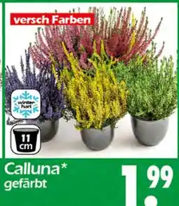 Wreesmann Calluna Angebot