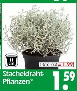 Wreesmann Stacheldraht-pflanzen Angebot