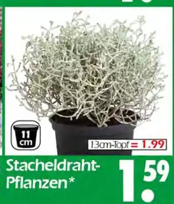 Wreesmann Stacheldraht-pflanzen Angebot