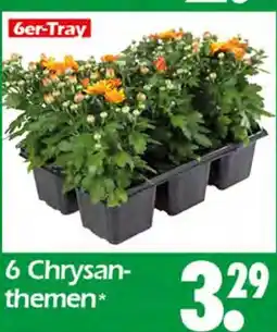 Wreesmann Chrysanthemen Angebot