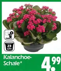 Wreesmann Kalanchoe-schale Angebot