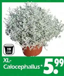 Wreesmann Xl-calocephalus Angebot