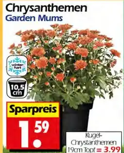 Wreesmann Chrysanthemen Angebot