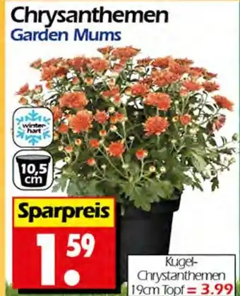 Wreesmann Chrysanthemen Angebot