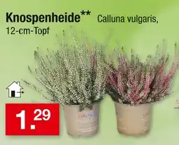Zimmermann Knospenheide Angebot