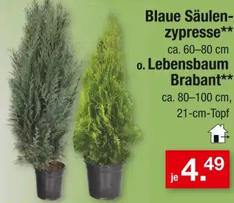Zimmermann Blaue säulenzypresse Angebot
