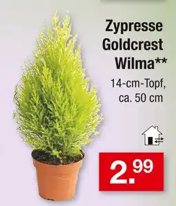 Zimmermann Zypresse goldcrest wilma Angebot