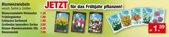 Zimmermann Blumenzwiebeln kleinnetze Angebot