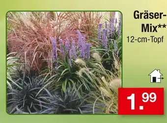 Zimmermann Gräser-mix Angebot