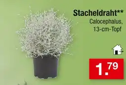 Zimmermann Stacheldraht Angebot