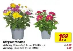 toom Baumarkt Chrysanthemen einfarbig Angebot