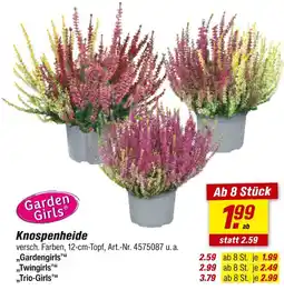 toom Baumarkt Garden girls knospenheide „gardengirls“ Angebot