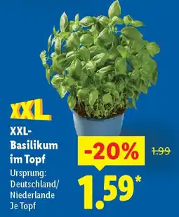 Lidl XXL- Basilikum im Topf Angebot
