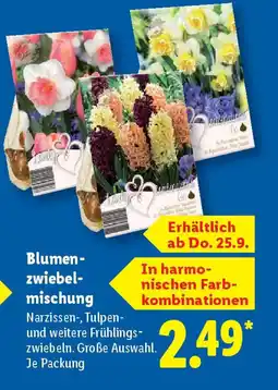 Lidl Blumen- zwiebel- mischung Angebot